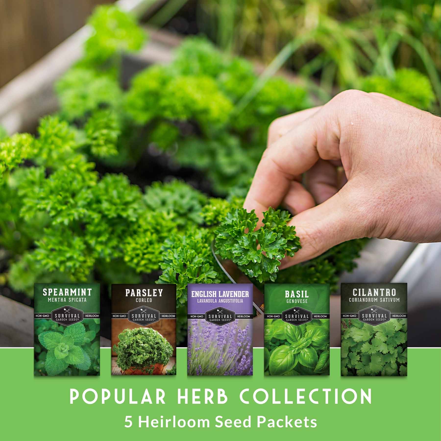 Popular Herb Seed Collection – 5 Heirloom Non-GMO Herbs for Culinary & Garden Use (Spearmint, Basil, Cilantro, Lavender & Parsley) – Indoor or Outdoor Growing Kit