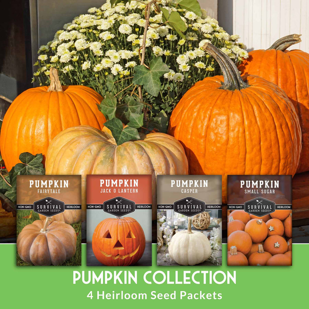 Pumpkin Seeds Variety Pack – 4 Heirloom Non-GMO Varieties for Baking, Carving, Fall Décor & Family Gardening