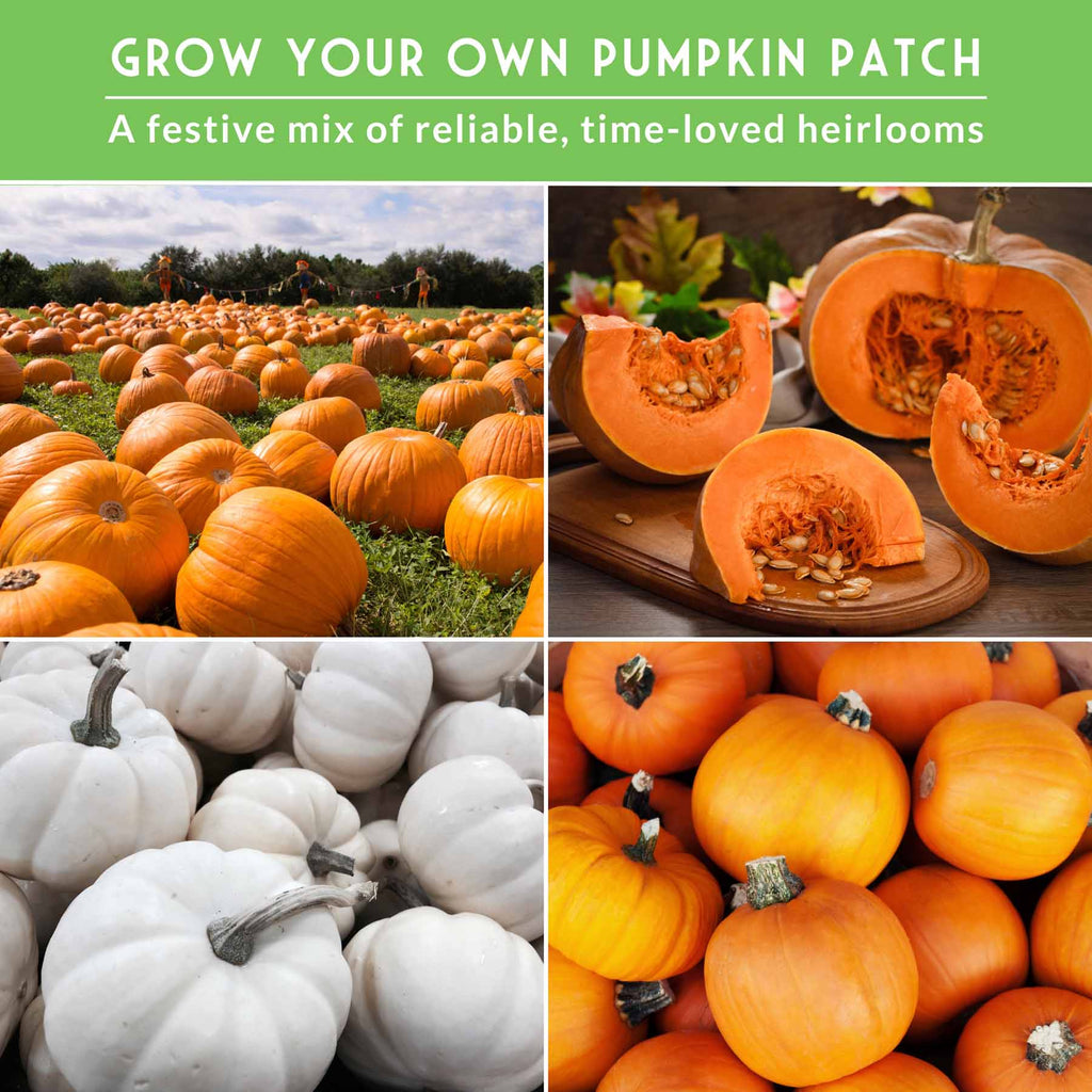 Pumpkin Seeds Variety Pack – 4 Heirloom Non-GMO Varieties for Baking, Carving, Fall Décor & Family Gardening