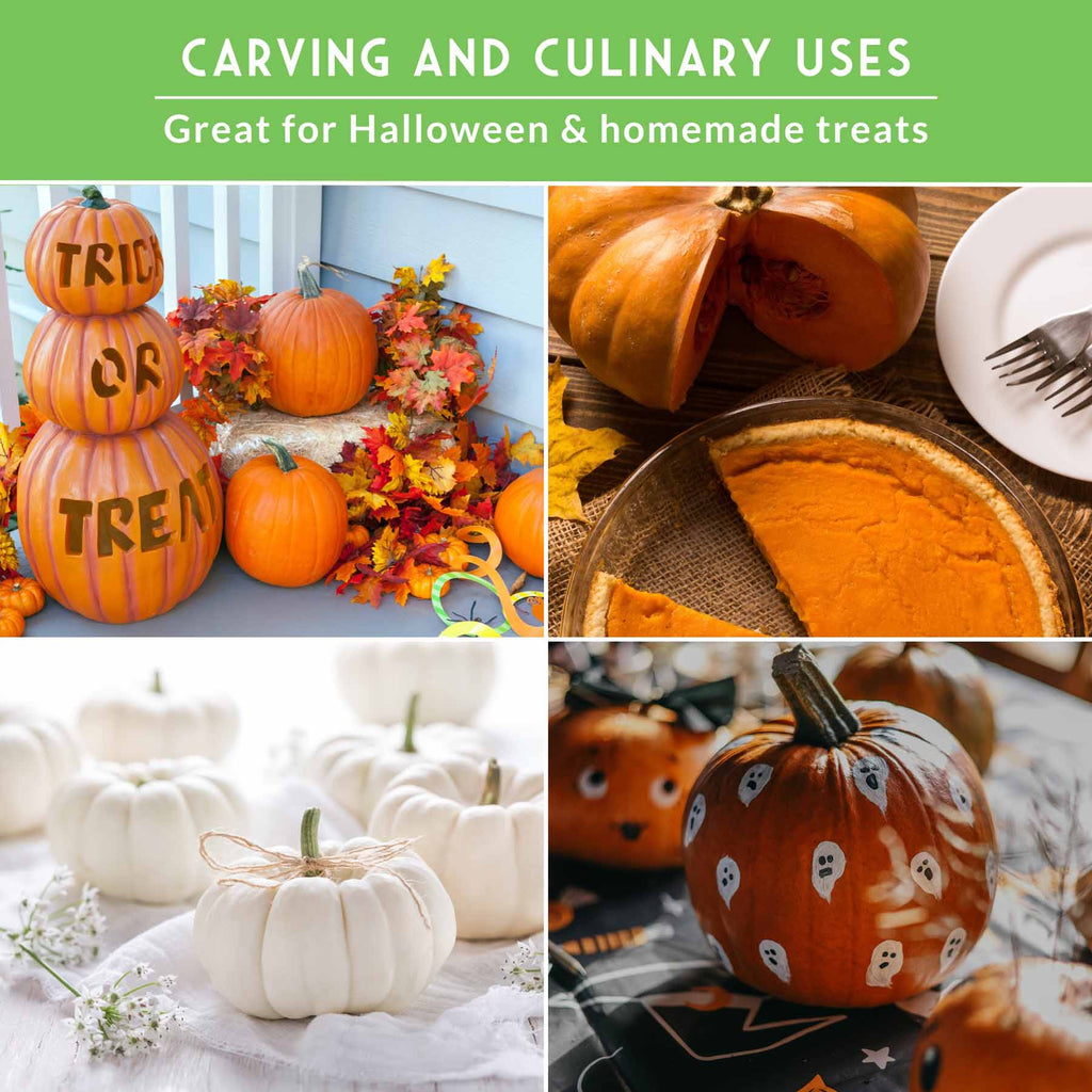 Pumpkin Seeds Variety Pack – 4 Heirloom Non-GMO Varieties for Baking, Carving, Fall Décor & Family Gardening