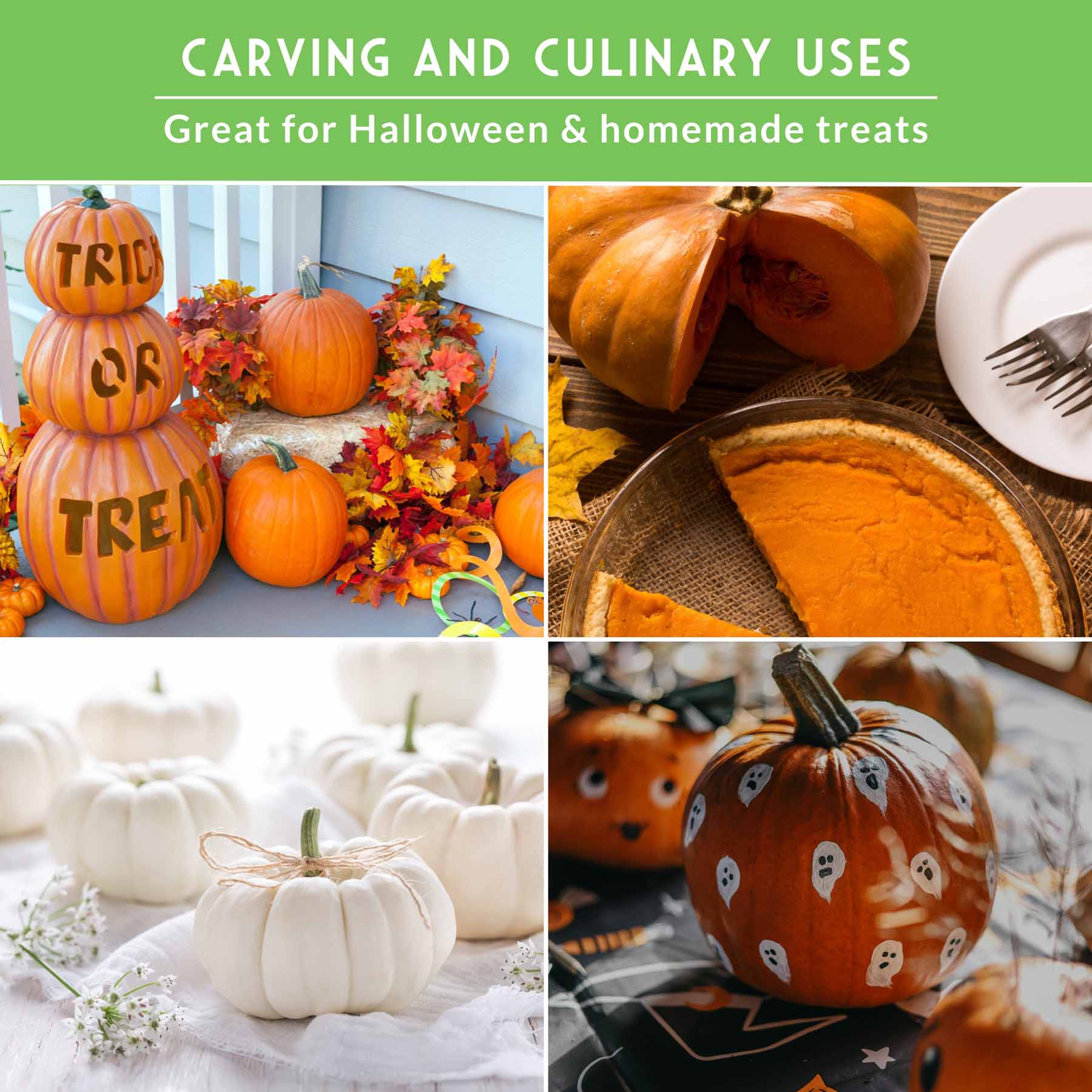 Pumpkin Seeds Variety Pack – 4 Heirloom Non-GMO Varieties for Baking, Carving, Fall Décor & Family Gardening
