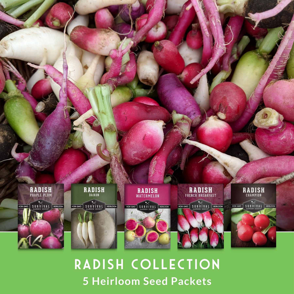 5 Variety Radish Seeds Pack – Heirloom Collection for Spring, Summer & Fall Gardens