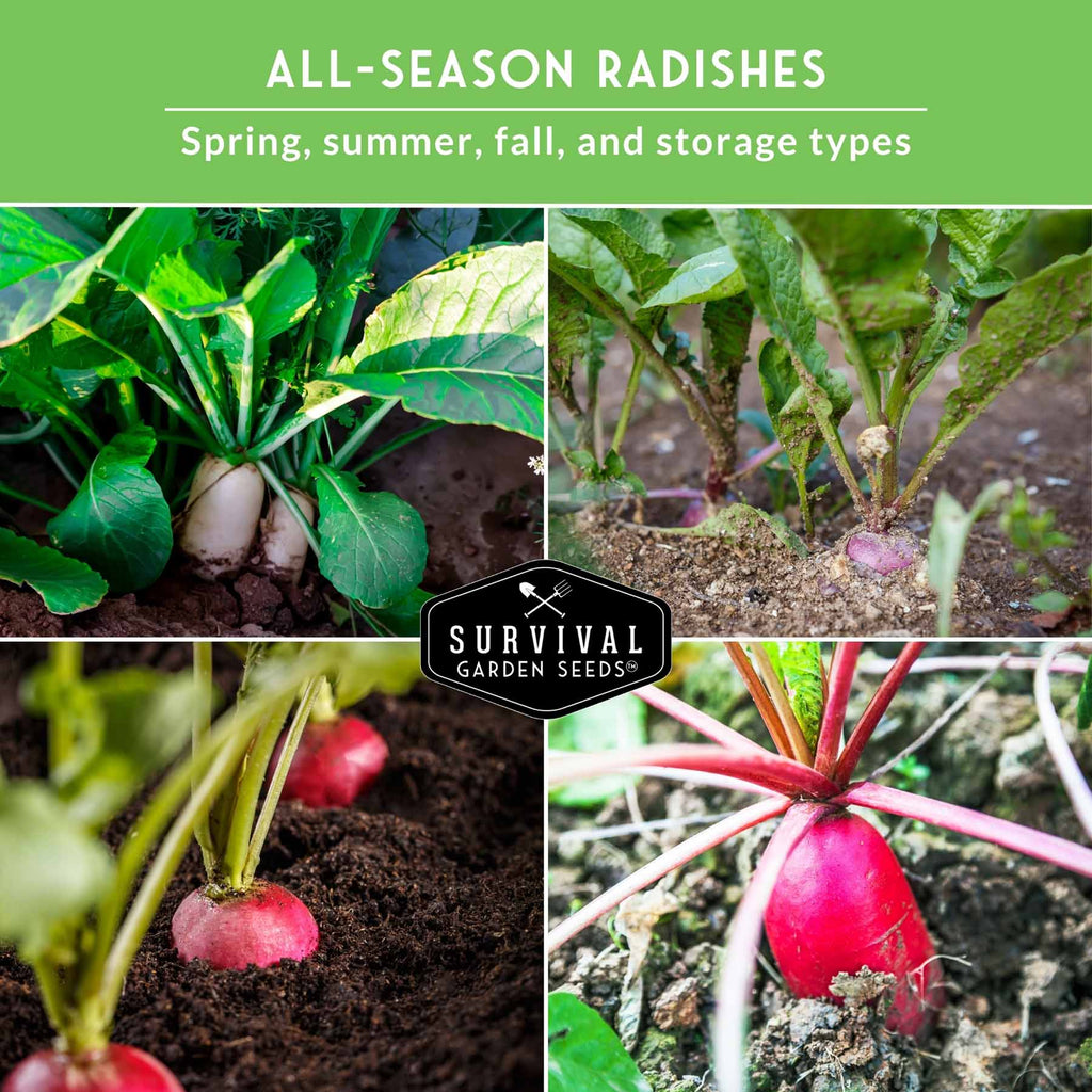 5 Variety Radish Seeds Pack – Heirloom Collection for Spring, Summer & Fall Gardens