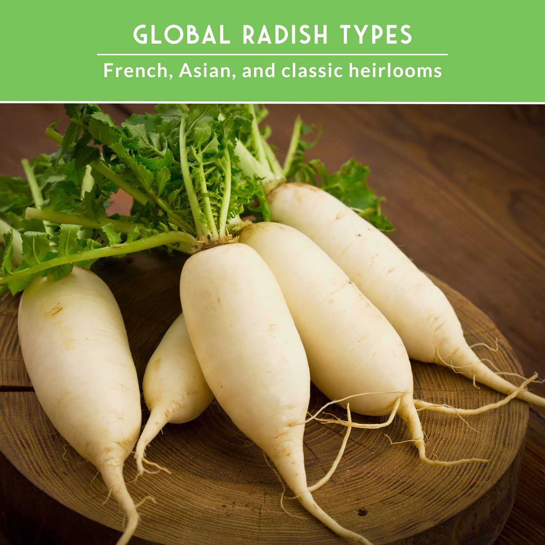 5 Variety Radish Seeds Pack – Heirloom Collection for Spring, Summer & Fall Gardens
