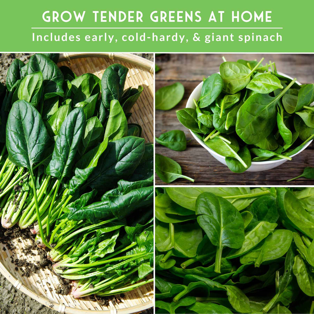Spinach Seed Collection – 3 Heirloom Non-GMO Varieties: Viroflay, Giant Noble & Bloomsdale for Spring and Fall Gardens