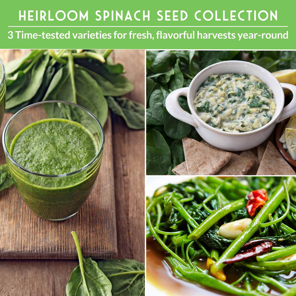 Spinach Seed Collection – 3 Heirloom Non-GMO Varieties: Viroflay, Giant Noble & Bloomsdale for Spring and Fall Gardens