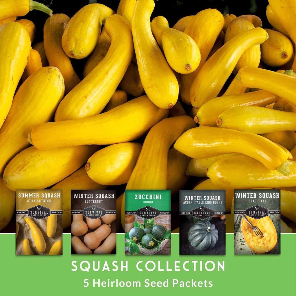 Squash Seed Collection – Zucchini, Yellow Summer, Butternut, Spaghetti & Acorn Varieties for Productive Summer and Winter Harvests