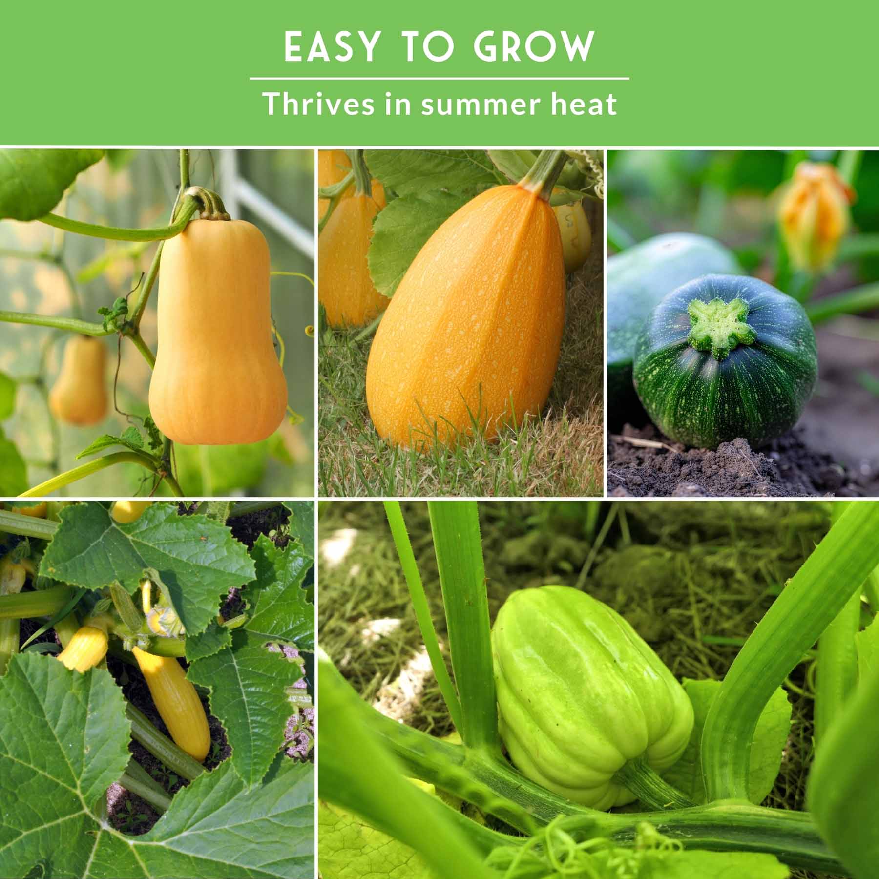 Squash Seed Collection – Zucchini, Yellow Summer, Butternut, Spaghetti & Acorn Varieties for Productive Summer and Winter Harvests