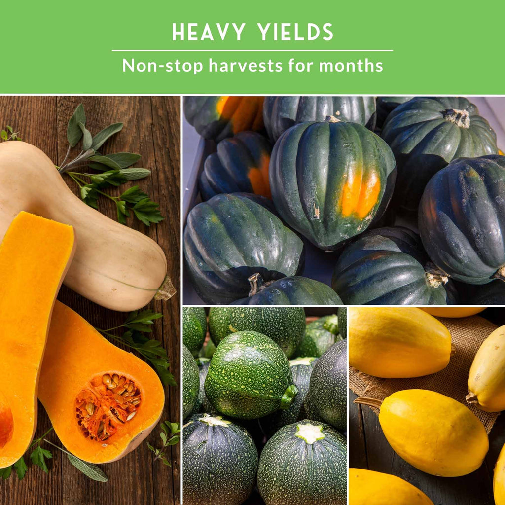 Squash Seed Collection – Zucchini, Yellow Summer, Butternut, Spaghetti & Acorn Varieties for Productive Summer and Winter Harvests