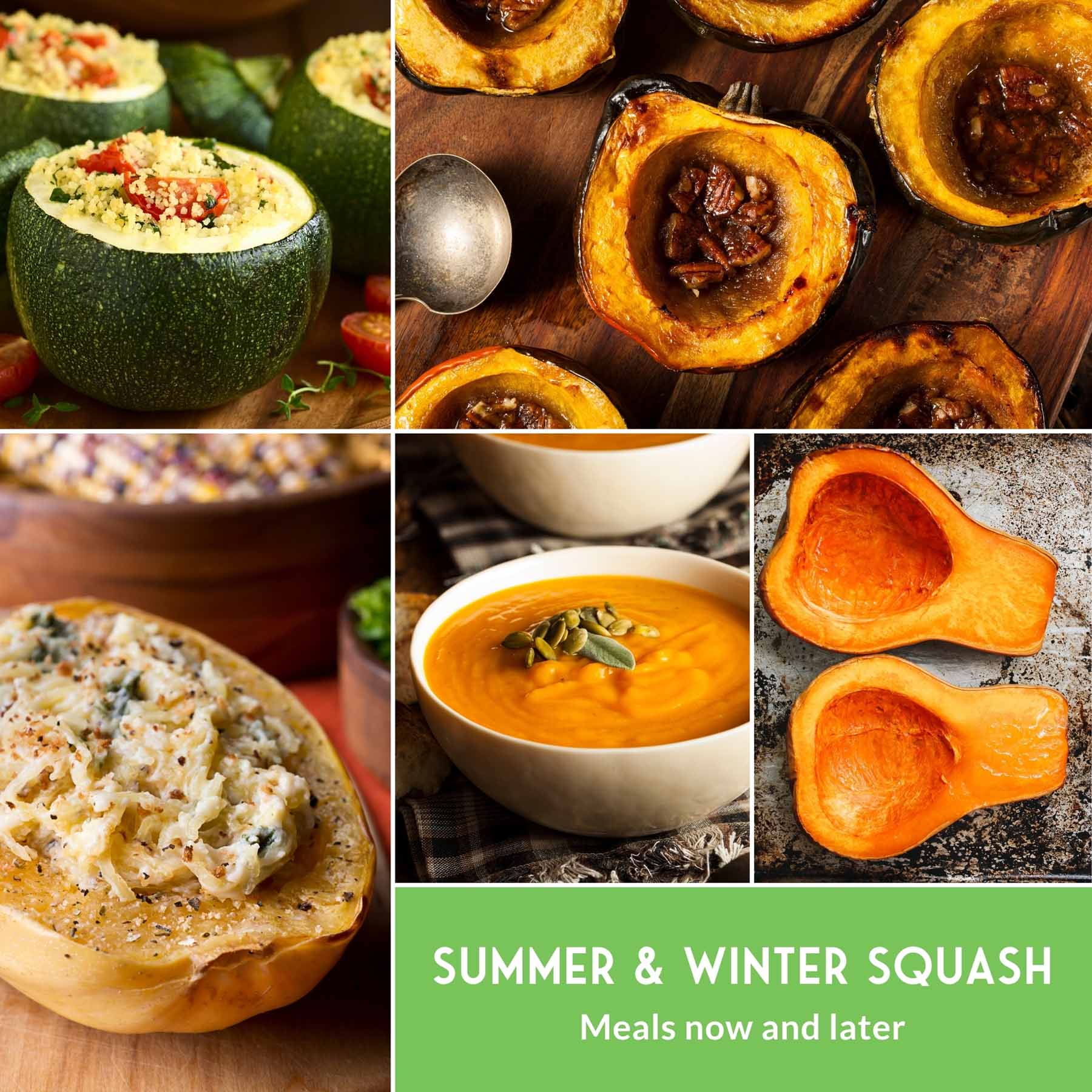 Squash Seed Collection – Zucchini, Yellow Summer, Butternut, Spaghetti & Acorn Varieties for Productive Summer and Winter Harvests