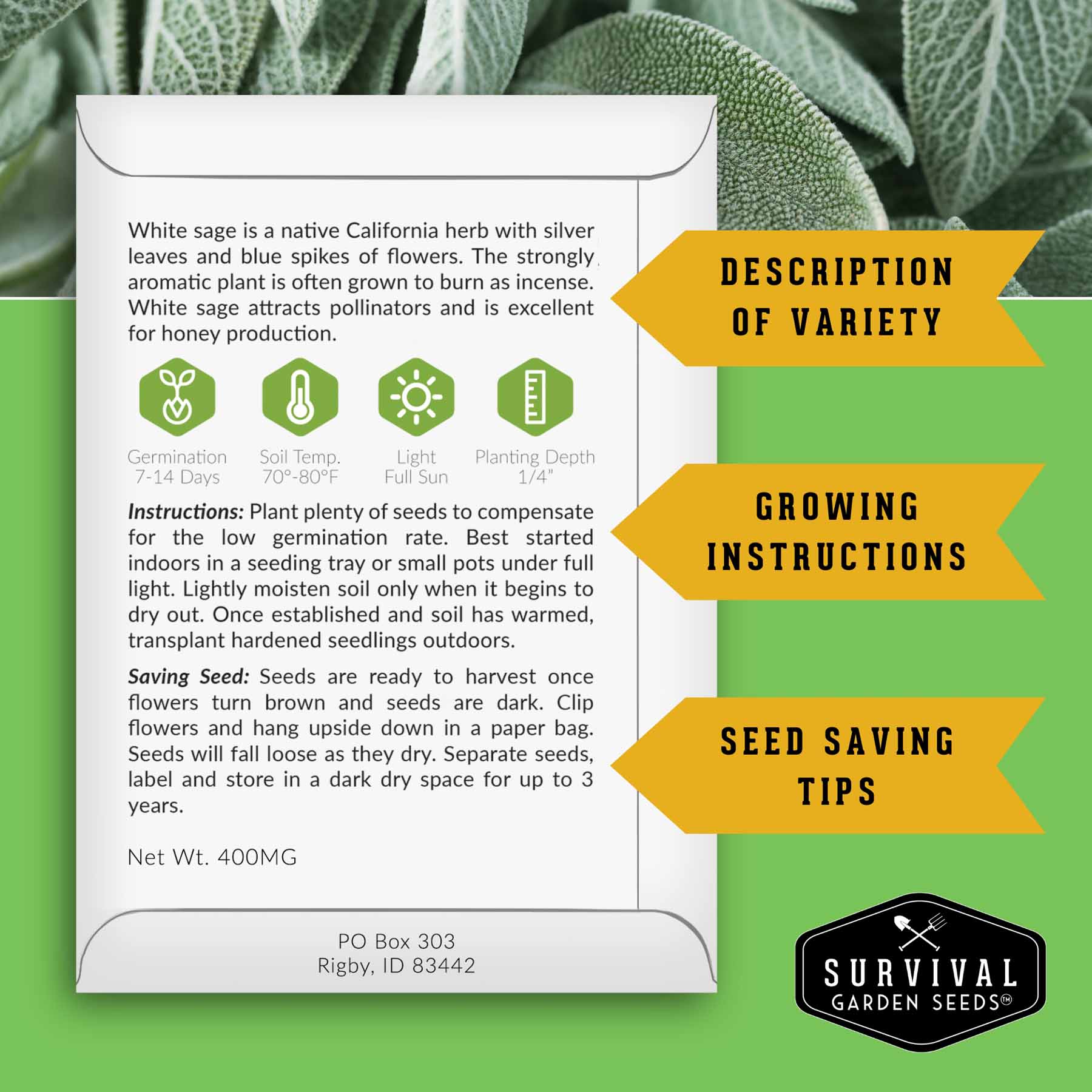 Sage Seed Collection – White Sage, Culinary Sage & Victoria Blue for Aromatic Gardens and Pollinator Support