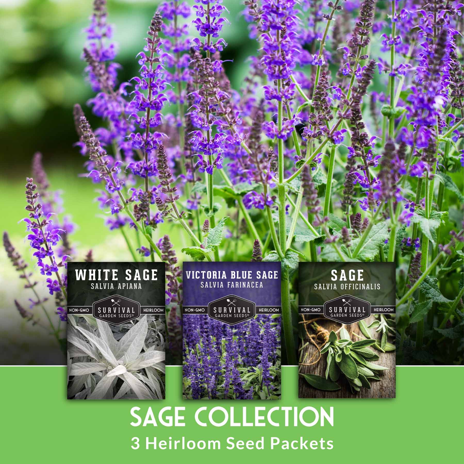 Sage Seed Collection – White Sage, Culinary Sage & Victoria Blue for Aromatic Gardens and Pollinator Support