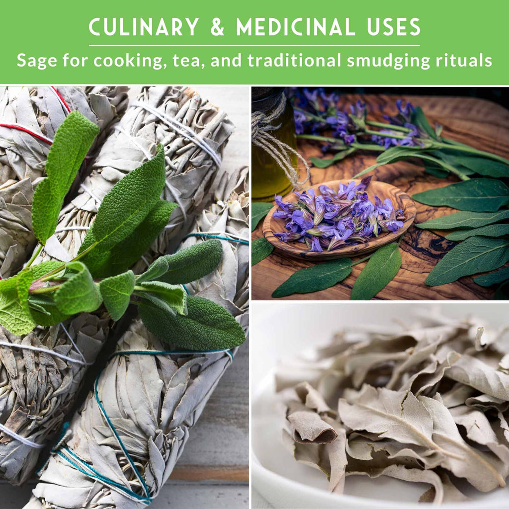 Sage Seed Collection – White Sage, Culinary Sage & Victoria Blue for Aromatic Gardens and Pollinator Support
