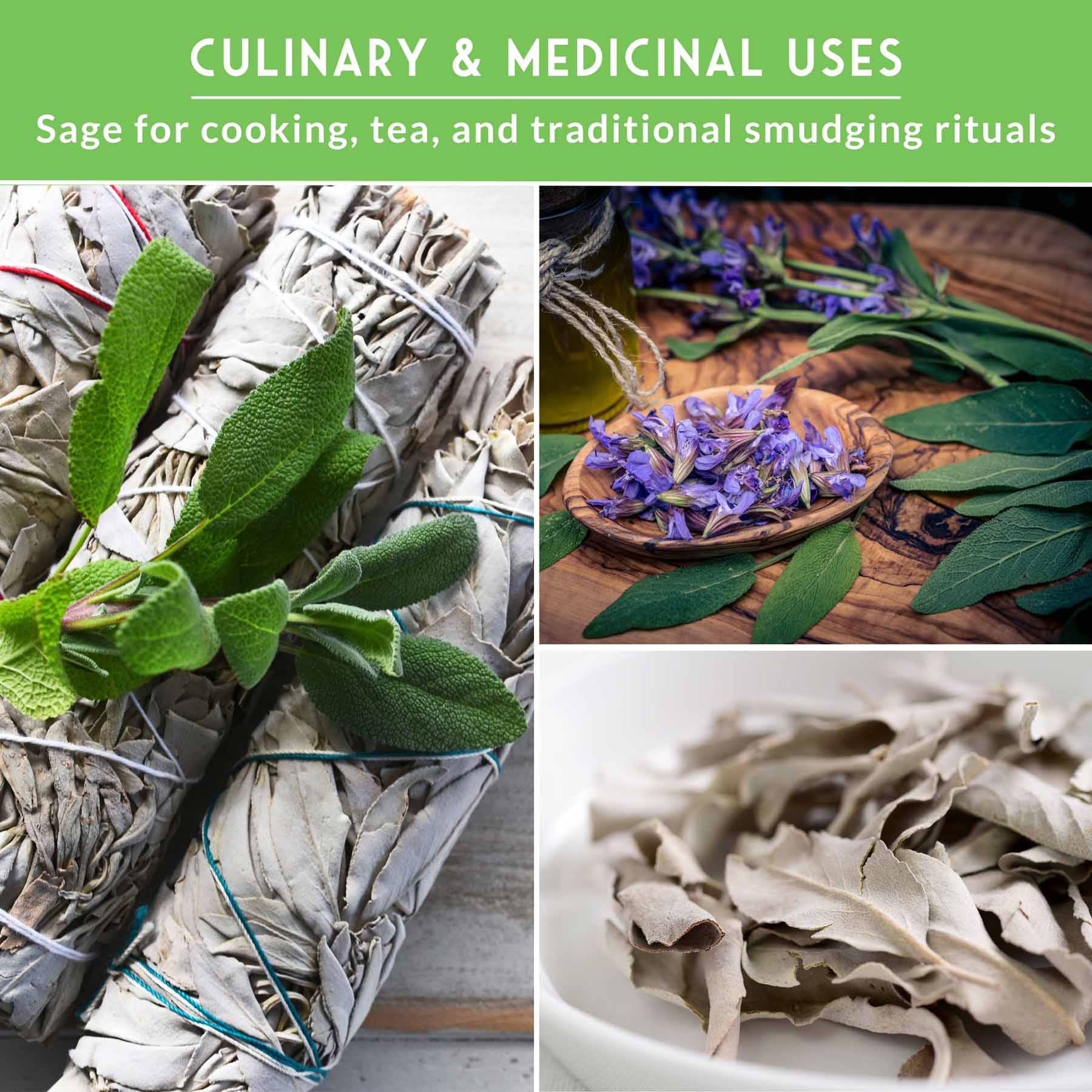 Sage Seed Collection – White Sage, Culinary Sage & Victoria Blue for Aromatic Gardens and Pollinator Support