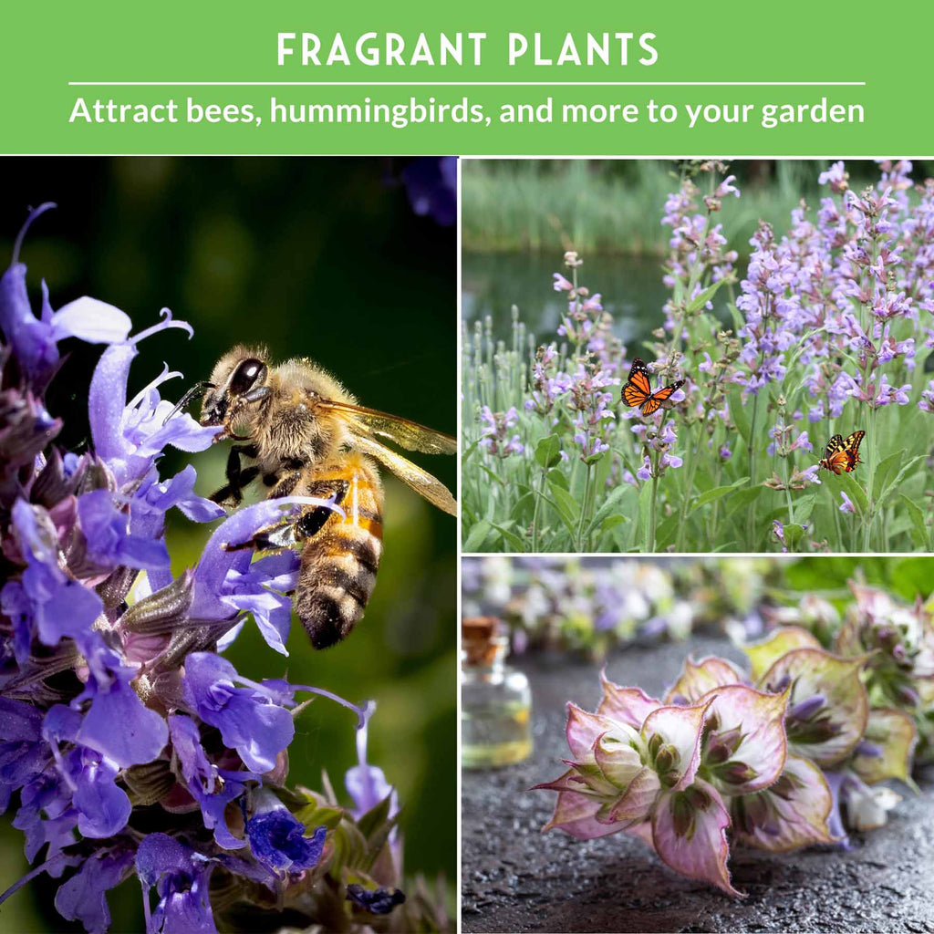 Sage Seed Collection – White Sage, Culinary Sage & Victoria Blue for Aromatic Gardens and Pollinator Support