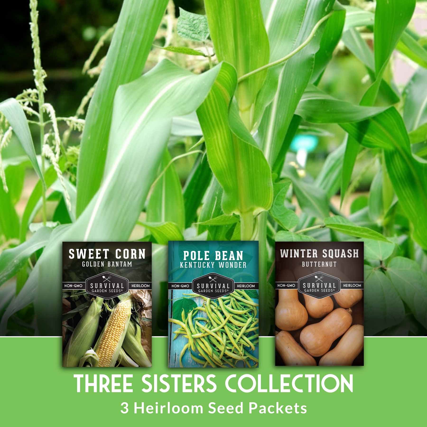 Three Sisters Seed Collection – Heirloom Corn, Pole Beans & Butternut Squash for Companion Planting