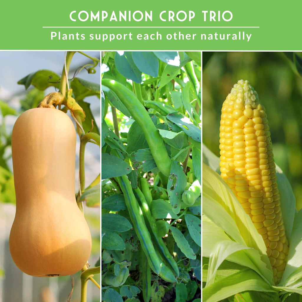 Three Sisters Seed Collection – Heirloom Corn, Pole Beans & Butternut Squash for Companion Planting