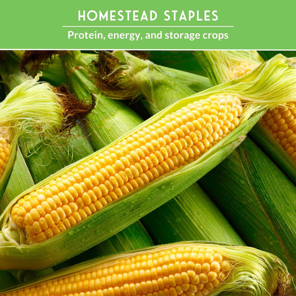 Three Sisters Seed Collection – Heirloom Corn, Pole Beans & Butternut Squash for Companion Planting