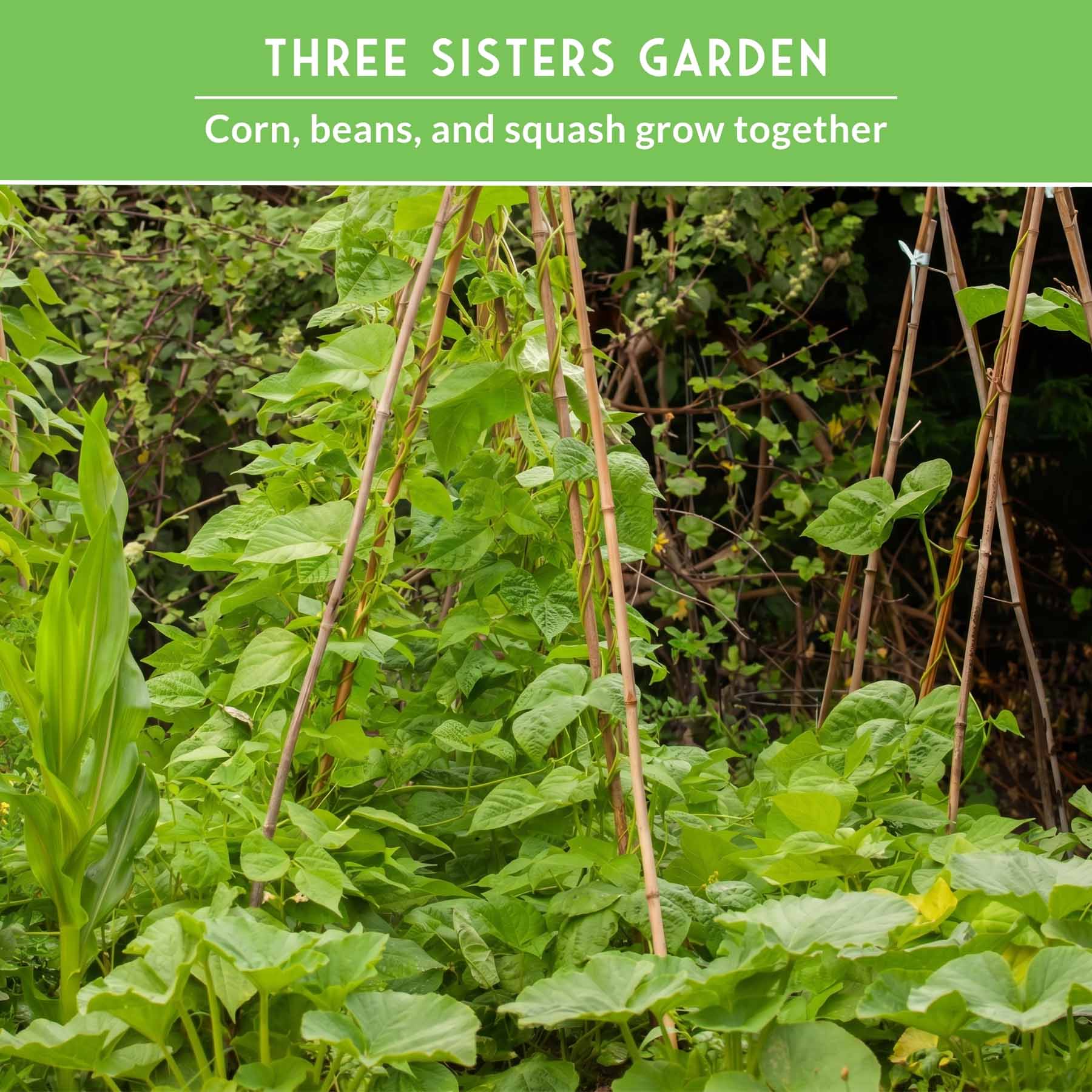 Three Sisters Seed Collection – Heirloom Corn, Pole Beans & Butternut Squash for Companion Planting