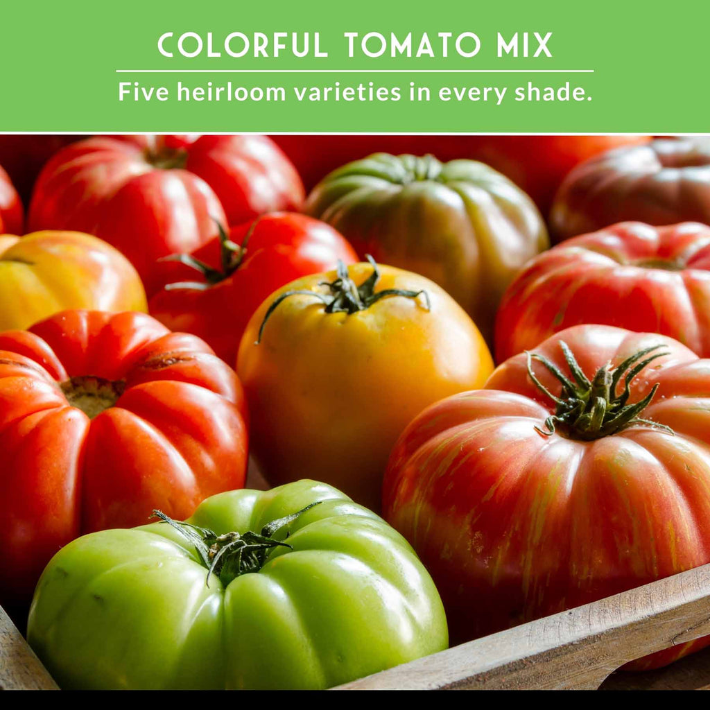 Colorful Tomato Seed Collection – Heirloom Rainbow Mix for Unique Flavors, Slicing & Summer Harvests