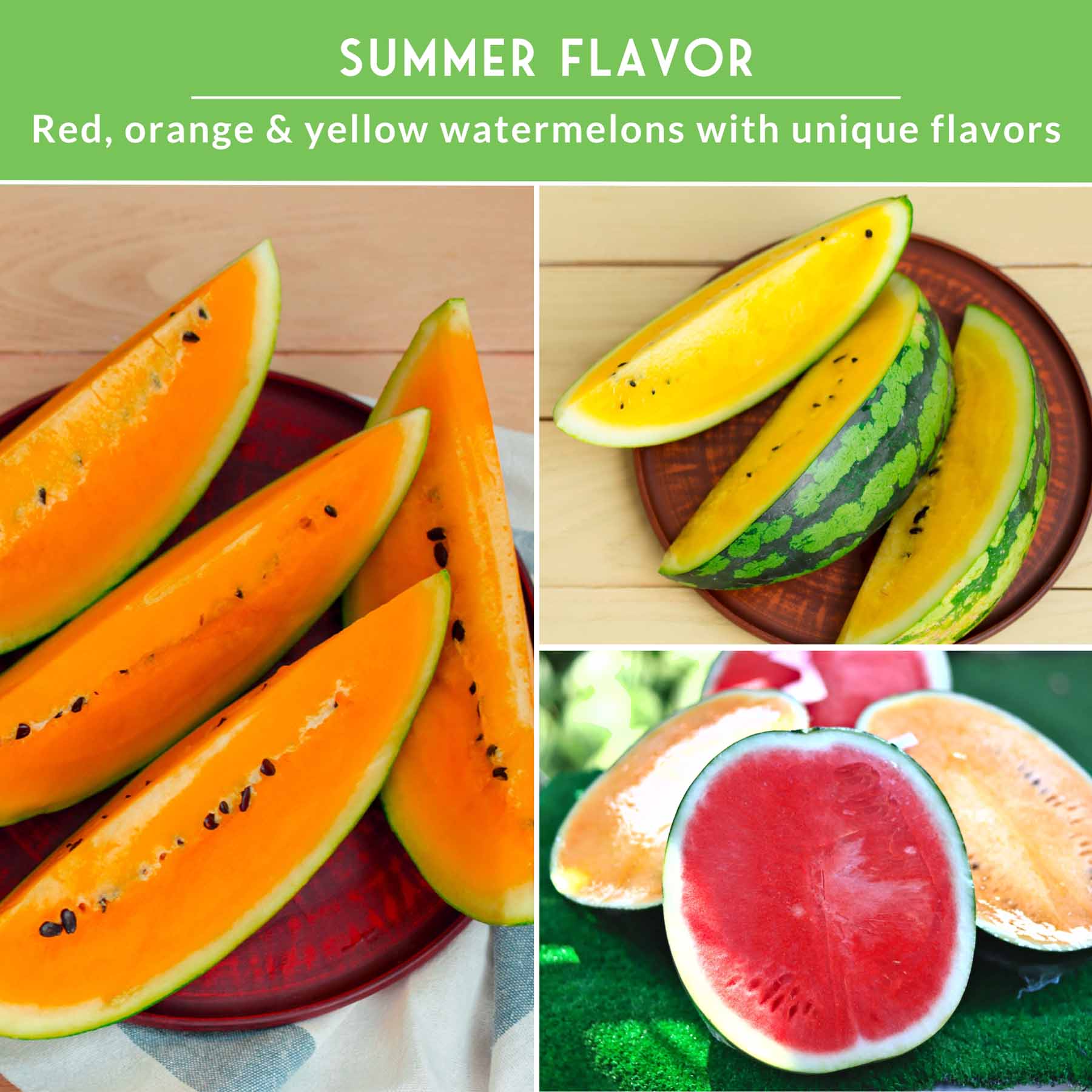 Tri-Color Watermelon Seeds – Crimson Sweet, Yellow Petite & Tendersweet Orange Heirloom Varieties for Vibrant Summer Harvests