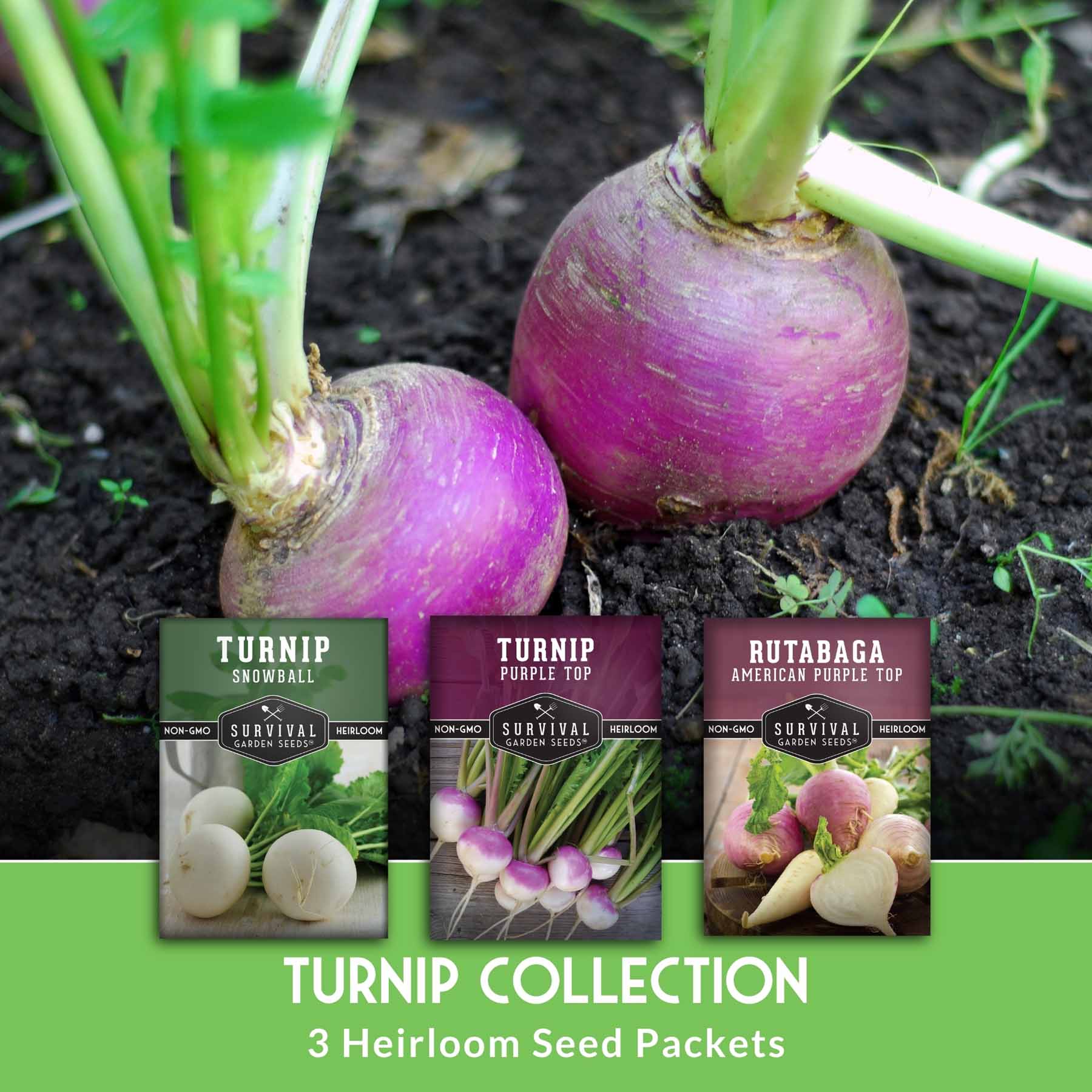 Turnip & Rutabaga Seeds Collection – Heirloom Non-GMO Varieties for Fall & Spring Gardens