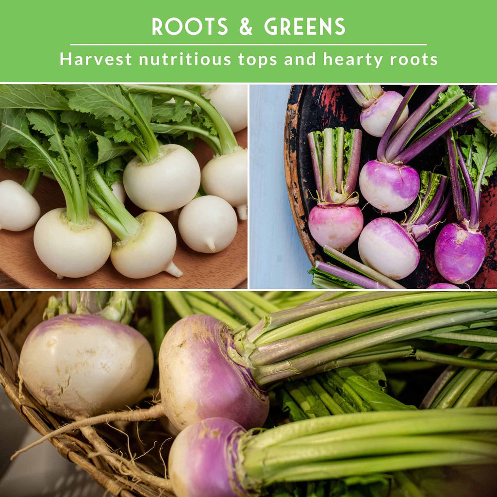 Turnip & Rutabaga Seeds Collection – Heirloom Non-GMO Varieties for Fall & Spring Gardens