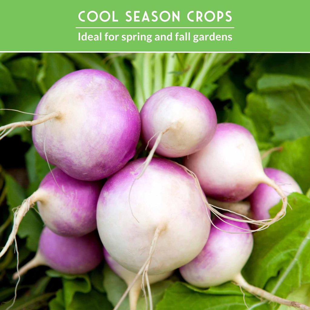 Turnip & Rutabaga Seeds Collection – Heirloom Non-GMO Varieties for Fall & Spring Gardens