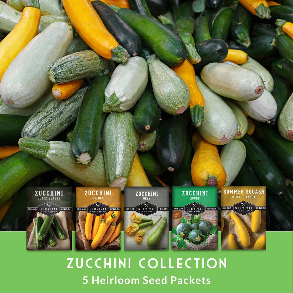 Zucchini & Summer Squash Seed Collection – Black Beauty, Round, Golden, Grey Zucchini & Straight Neck Yellow Squash