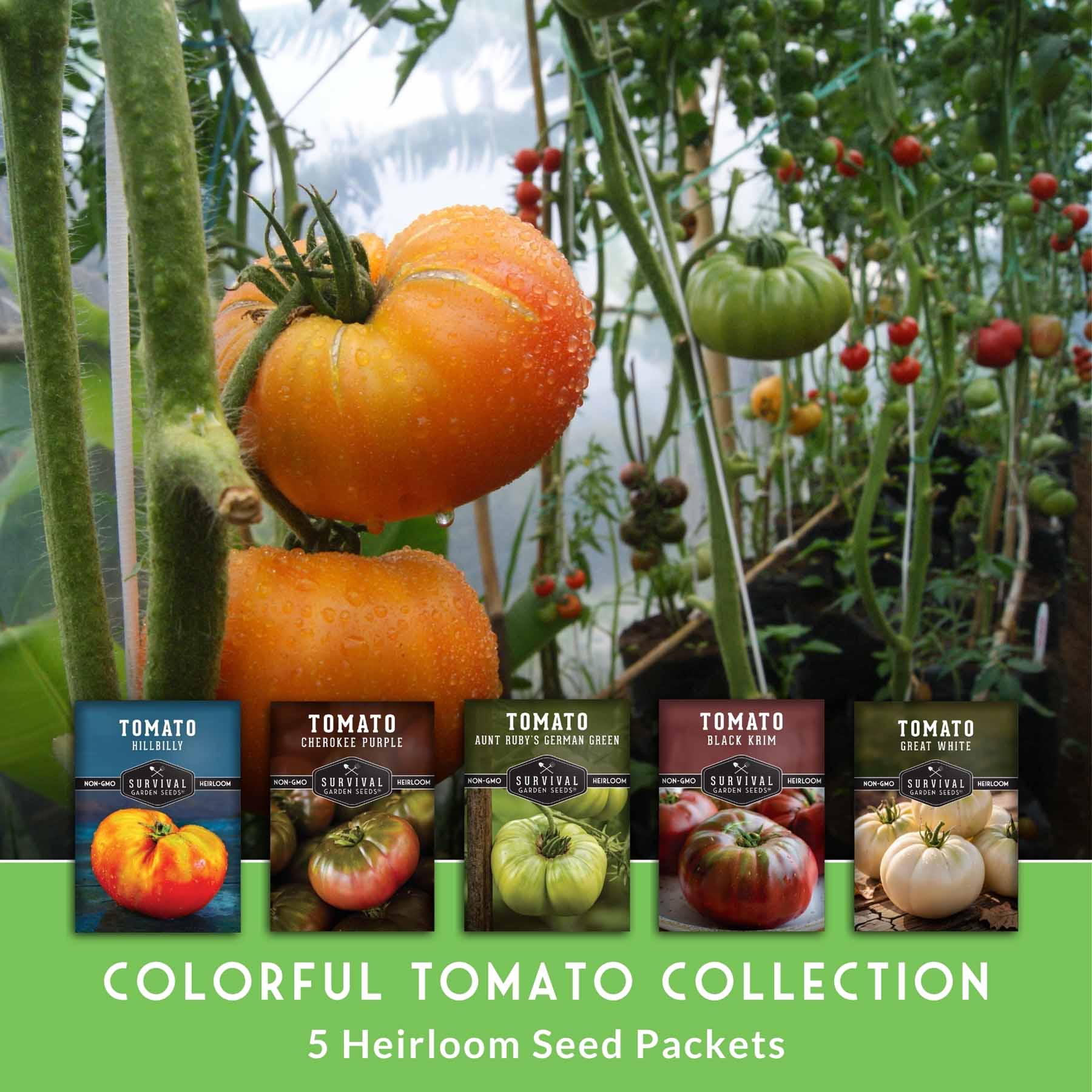 Colorful Tomato Seed Collection – Heirloom Rainbow Mix for Unique Flavors, Slicing & Summer Harvests