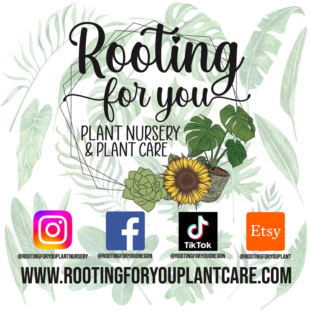 Pilea Premium Potting Mix