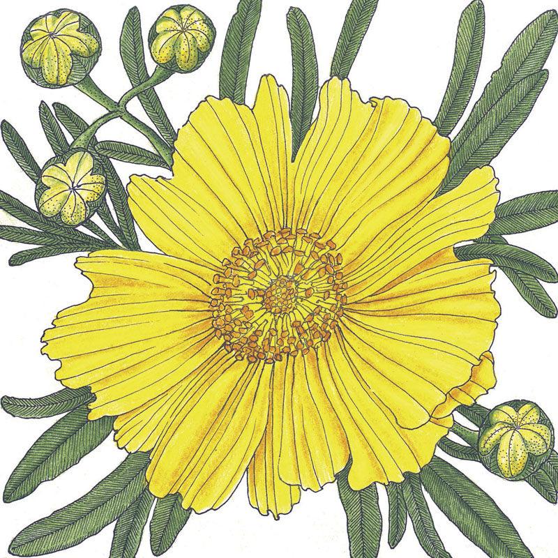 Coreopsis, Lance-Leaved (pack)