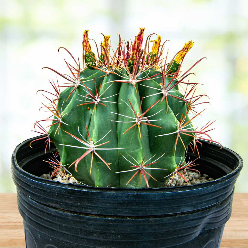Southwest Barrel Cactus