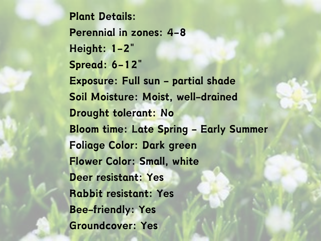 Sagina 'Irish Moss'