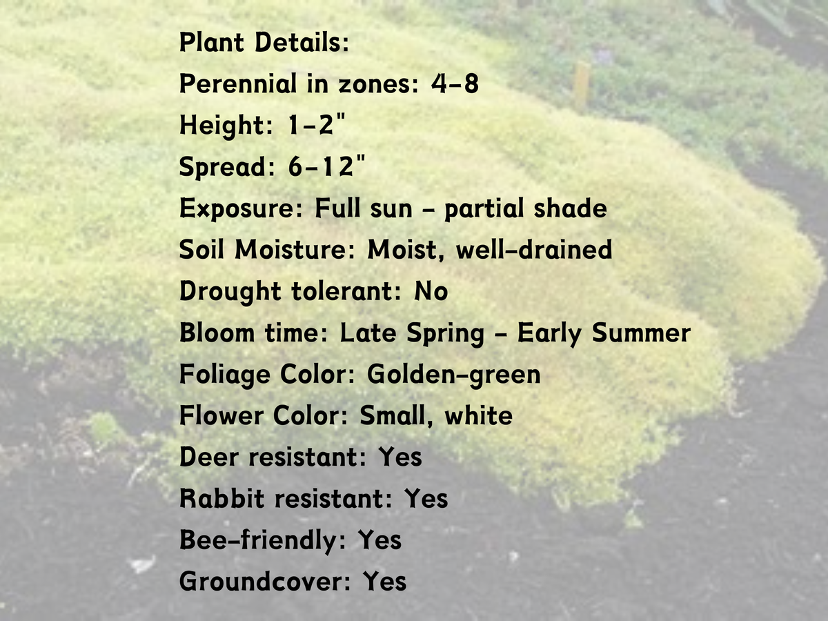 Sagina 'Scotch' Moss