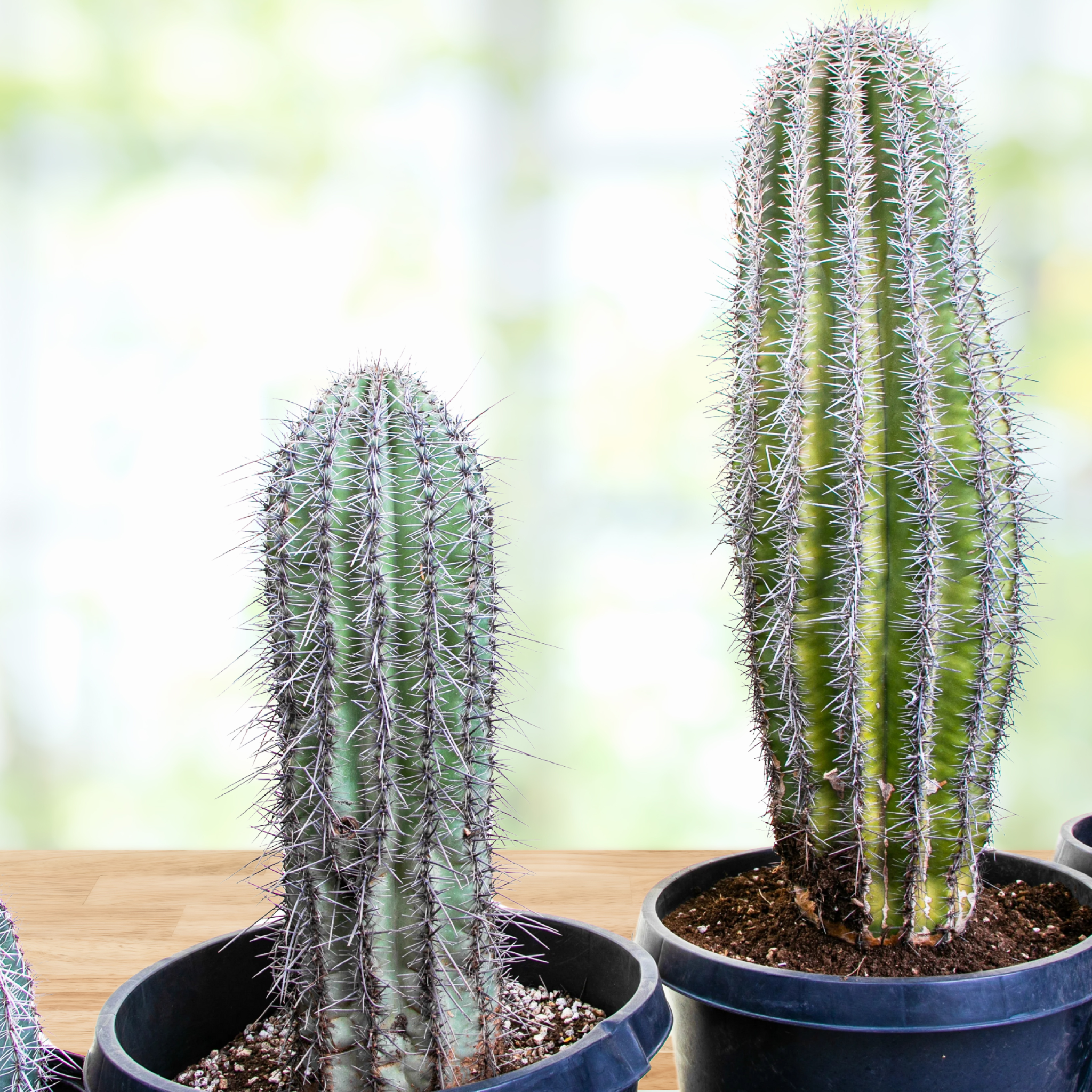 Saguaro Cactus