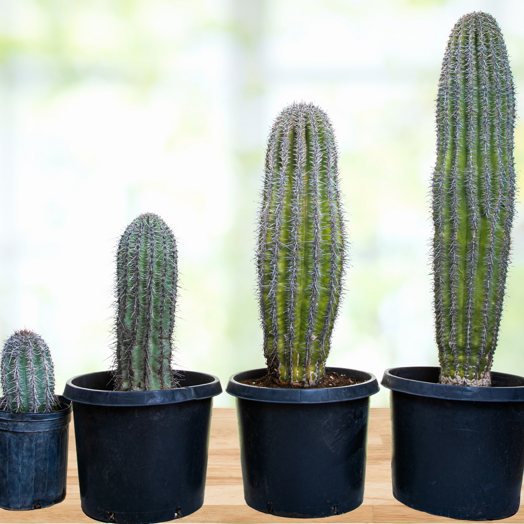 Saguaro Cactus