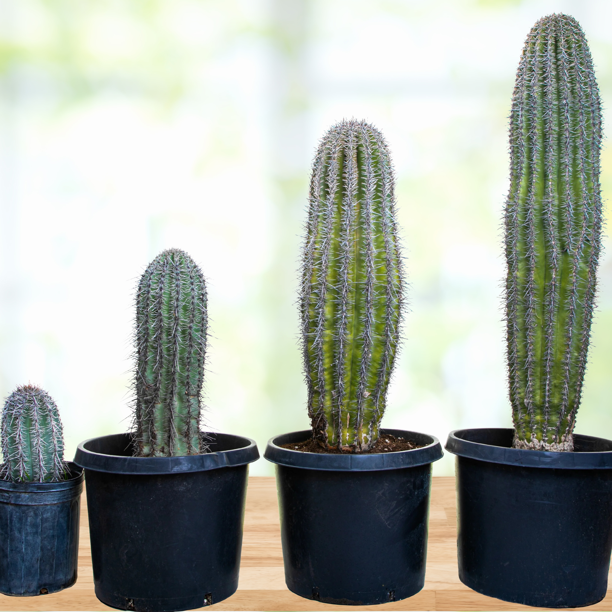 Saguaro Cactus