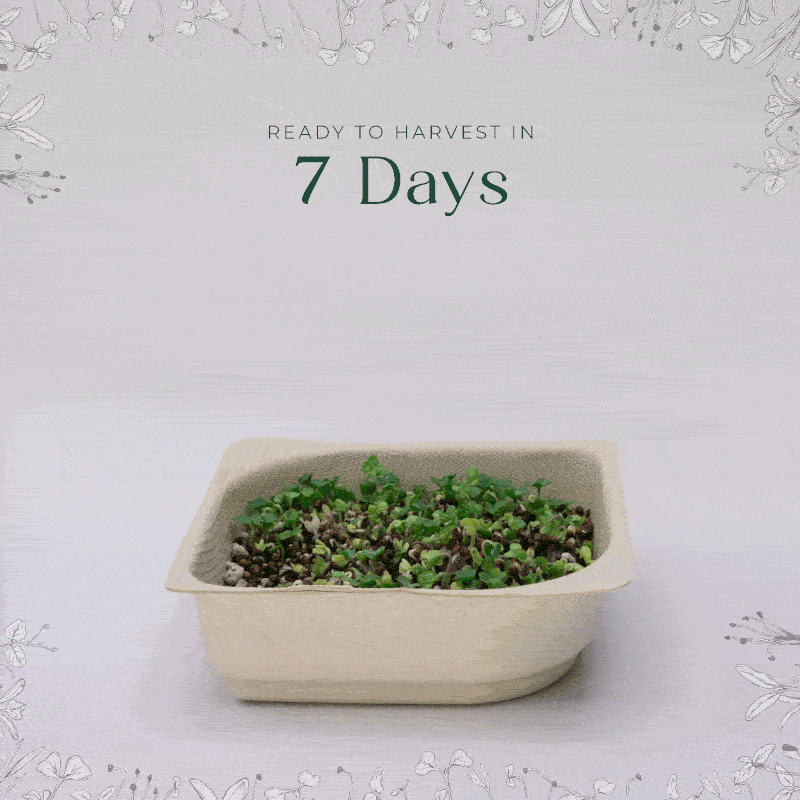 Salad Bundle - 9 Tray Pack