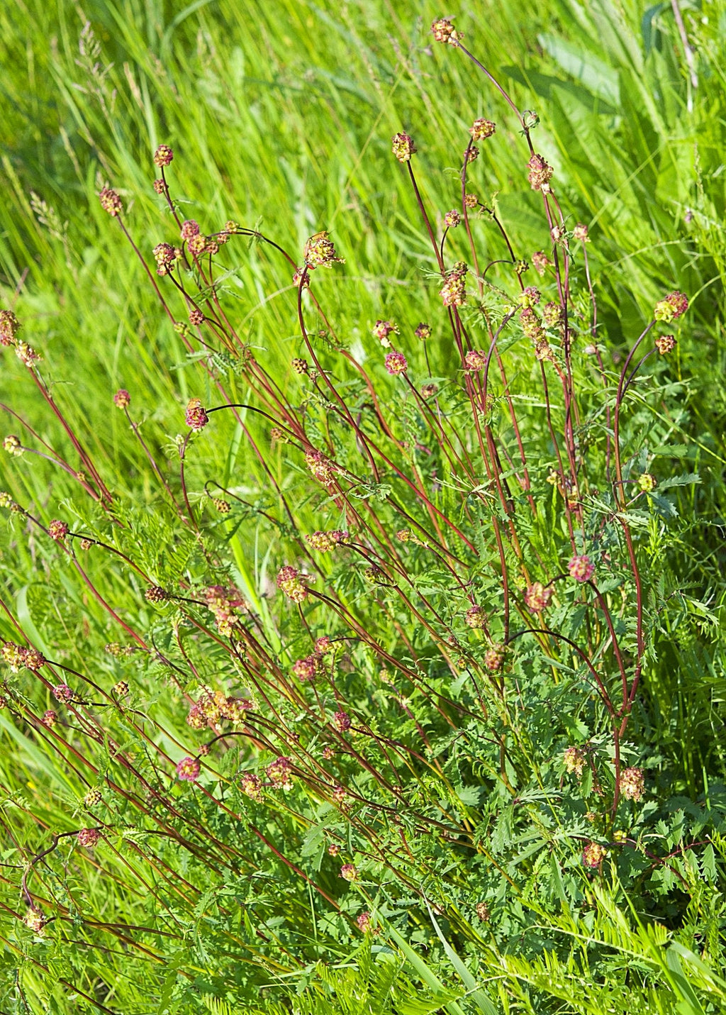 Salad Burnet (Sanguisorba minor)