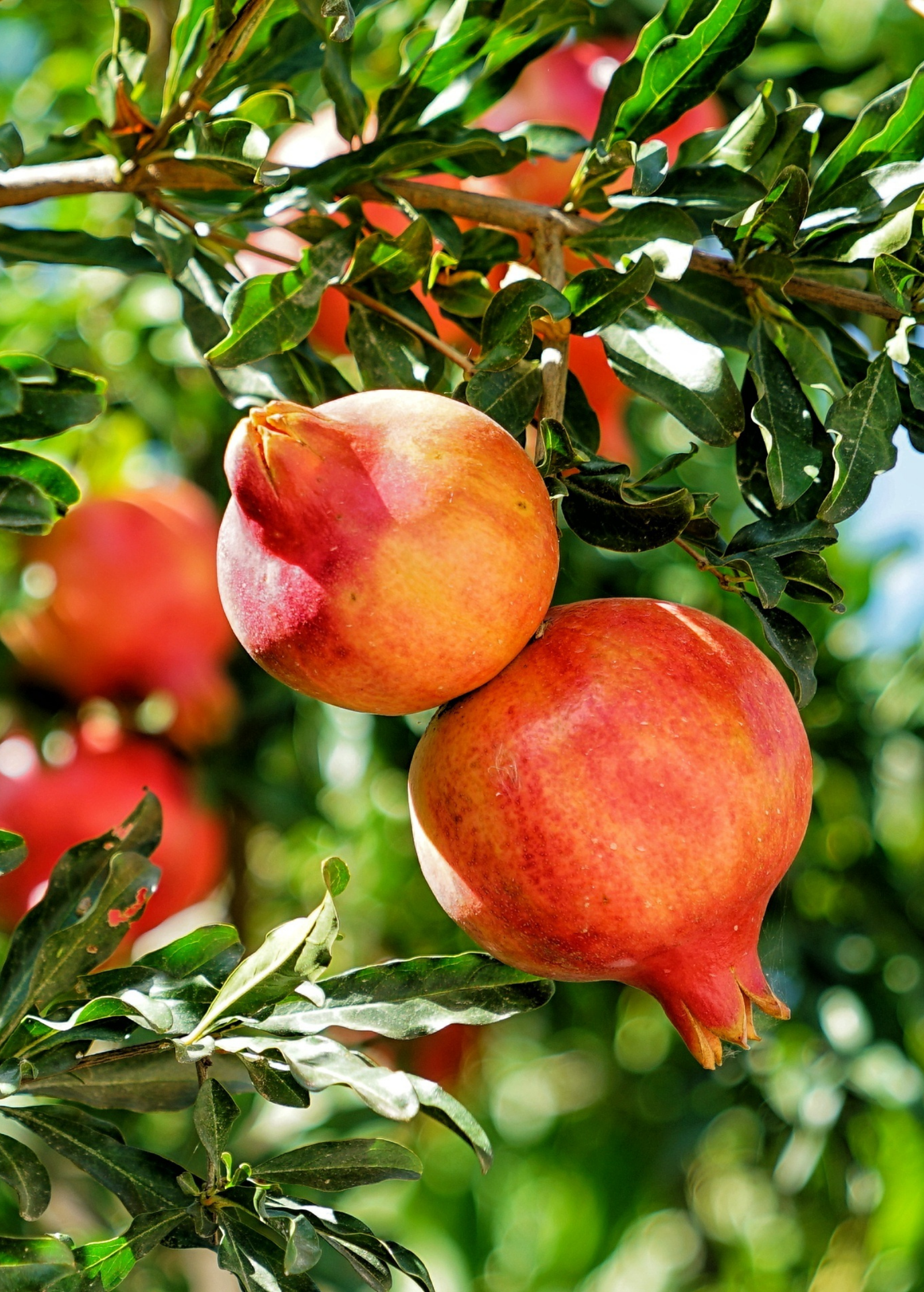 Pomegranate 'Salavatski' (Punica granatum)