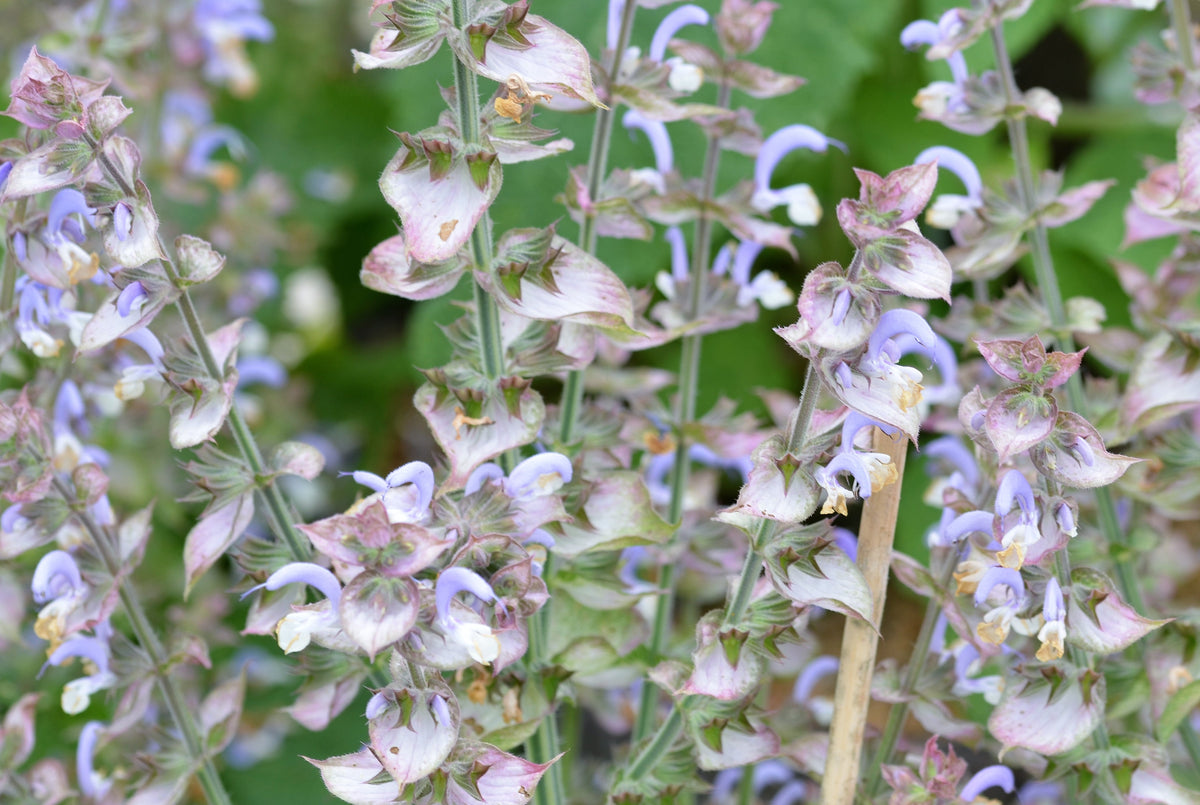 100 Clary Sage Seeds - Salvia sclarea - Non-GMO Medicinal Herb