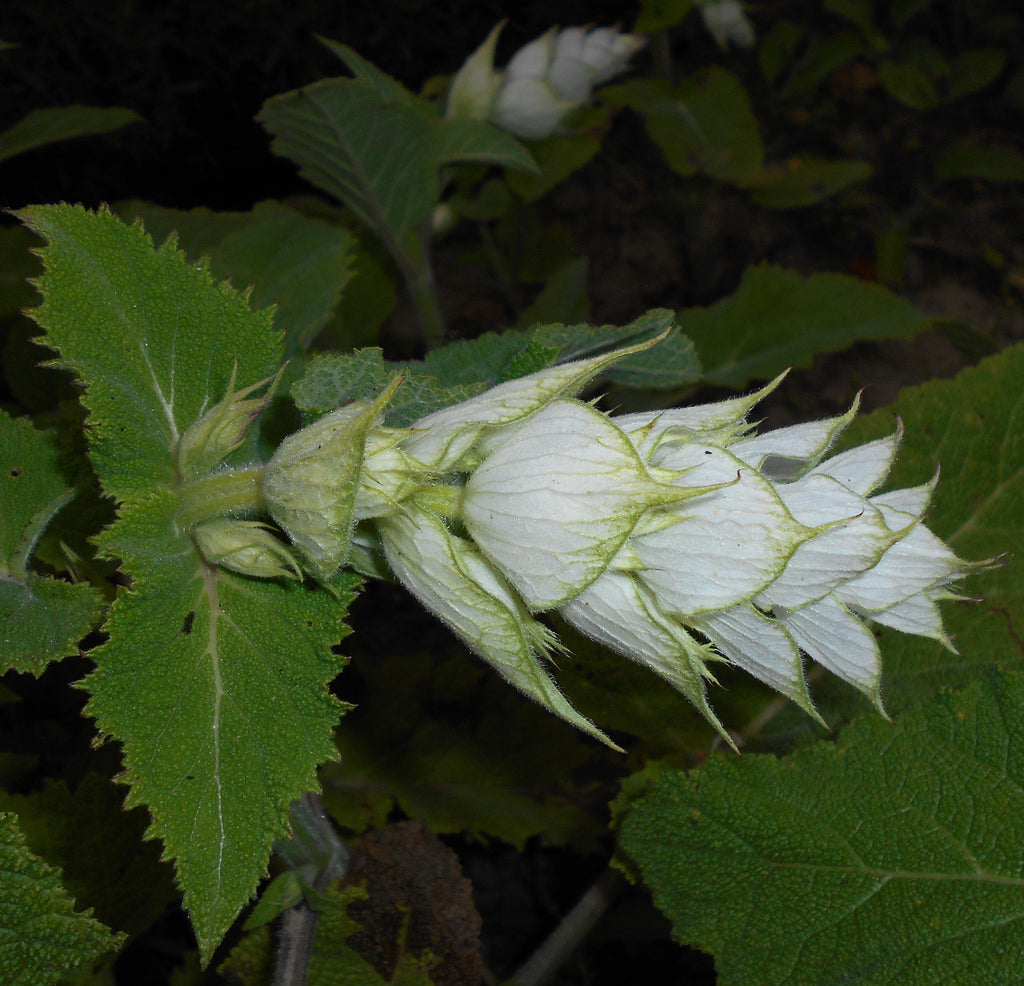 100 Clary Sage Seeds - Salvia sclarea - Non-GMO Medicinal Herb