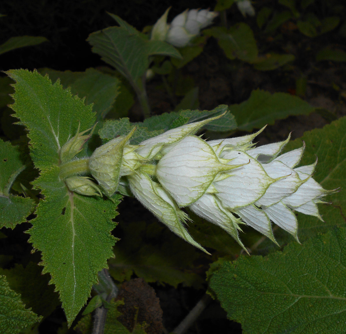 100 Clary Sage Seeds - Salvia sclarea - Non-GMO Medicinal Herb