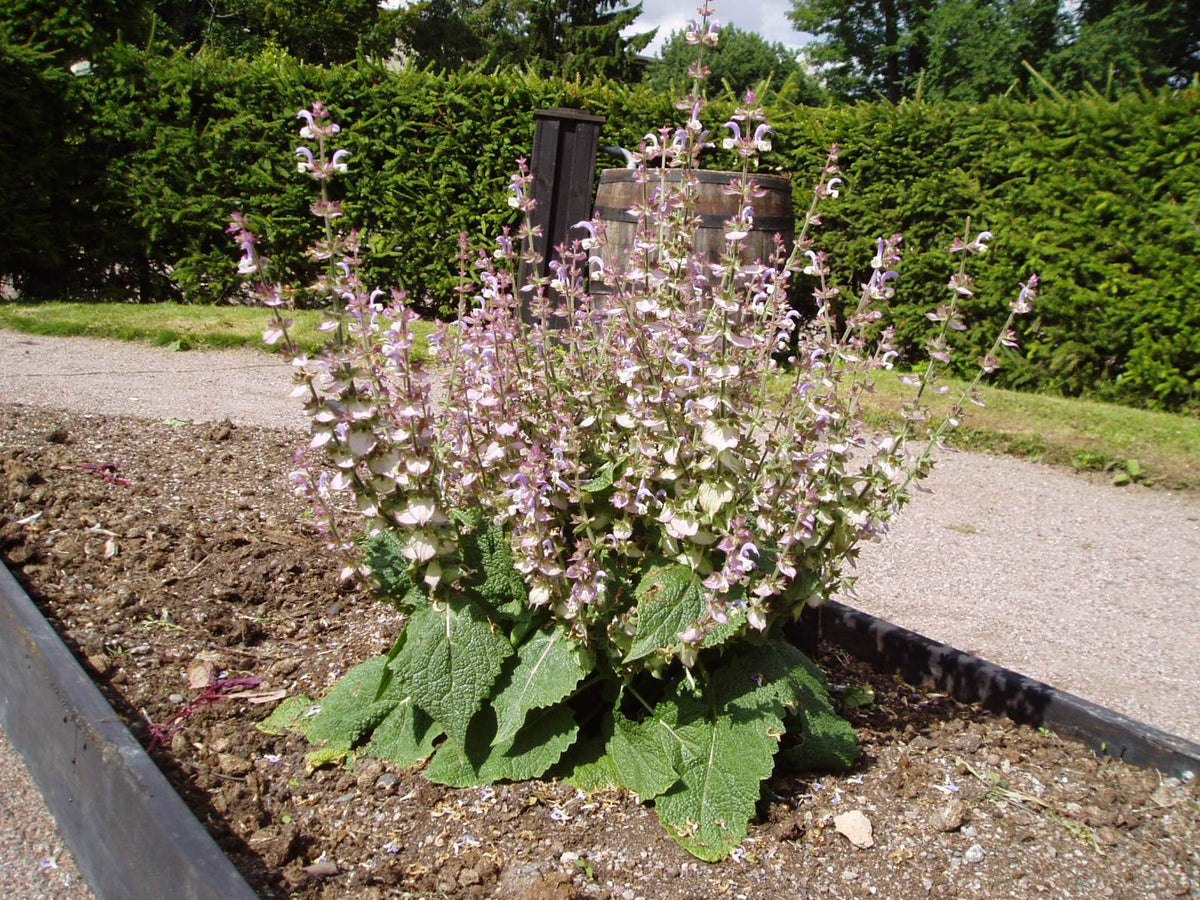 100 Clary Sage Seeds - Salvia sclarea - Non-GMO Medicinal Herb