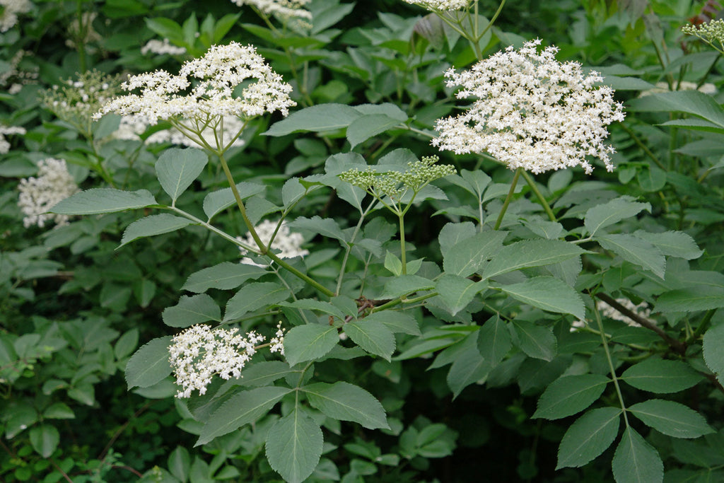 100 Black Elderberry Seeds - Sambucus nigra - Common Elder - European Elder