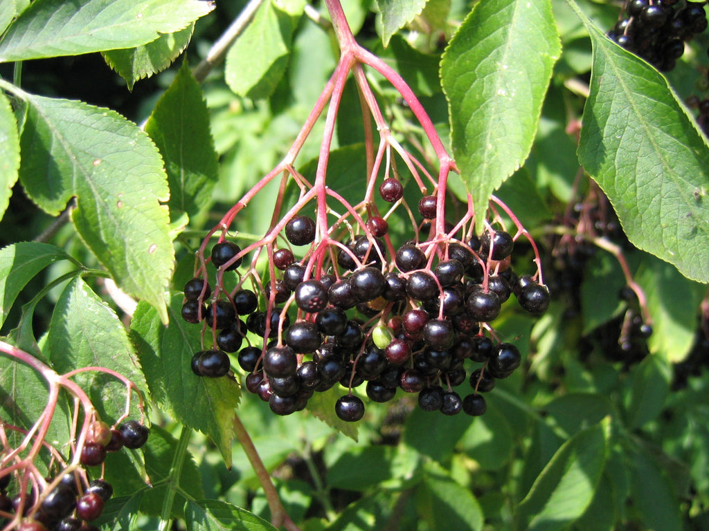 100 Black Elderberry Seeds - Sambucus nigra - Common Elder - European Elder