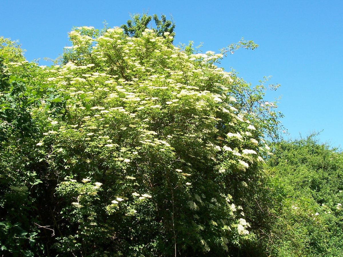 100 Black Elderberry Seeds - Sambucus nigra - Common Elder - European Elder