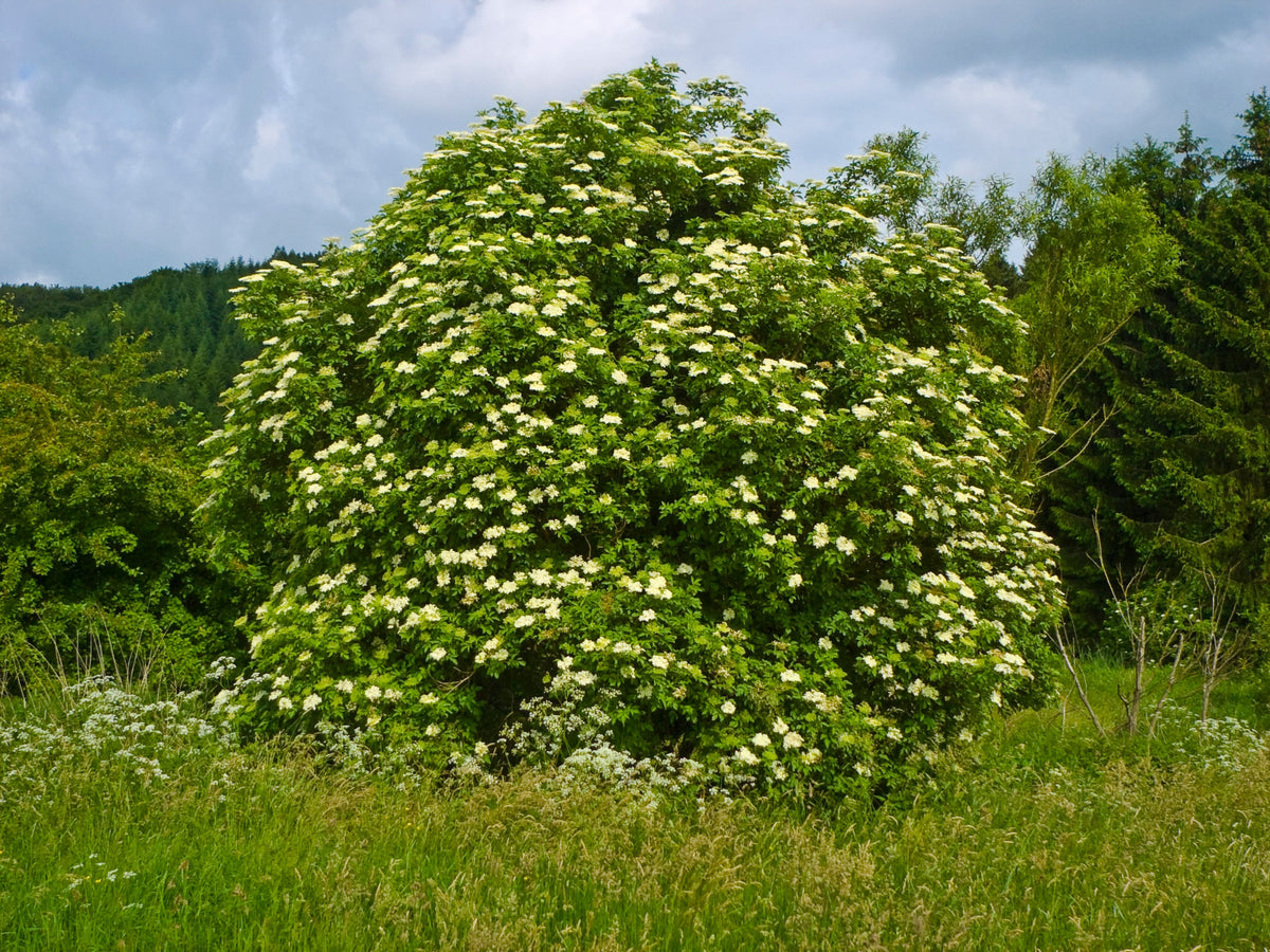 100 Black Elderberry Seeds - Sambucus nigra - Common Elder - European Elder