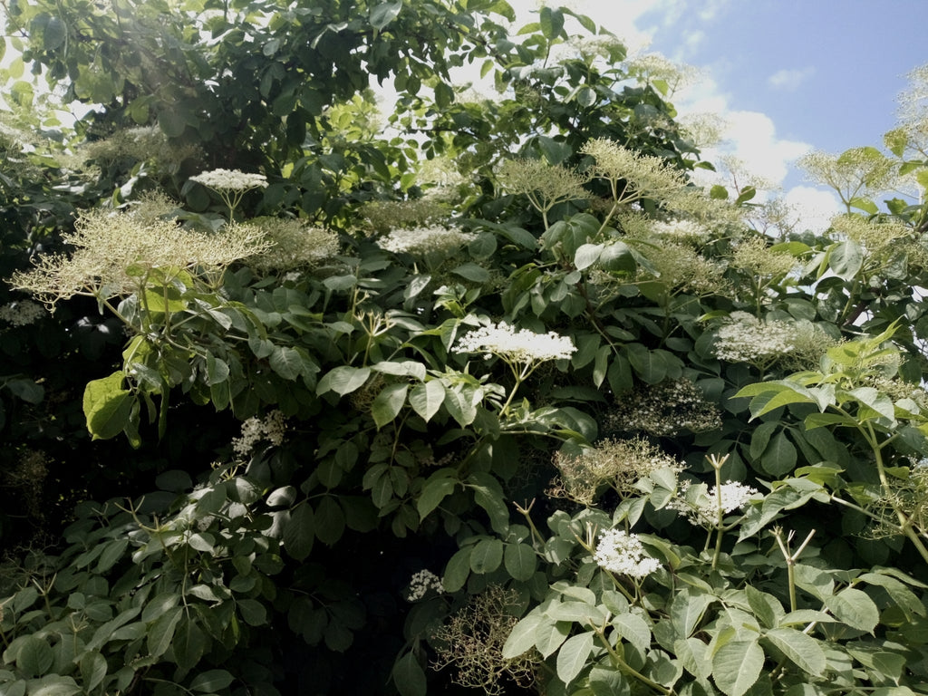 100 Black Elderberry Seeds - Sambucus nigra - Common Elder - European Elder